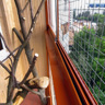Безрамное остекление балкона для птицы